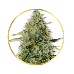 Critical Bud Fast Version Kundala Seeds / 3 Semillas de Marihuana