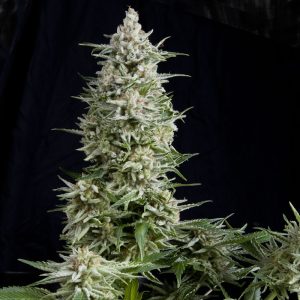 Amnesia Gold Autofloreciente Pyramid Seeds / 3 Semillas de Marihuana