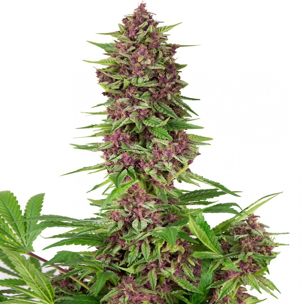 Purple Kush x3 Buddha Seeds