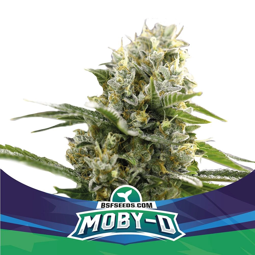 Moby-D XXL Auto BSF Seeds