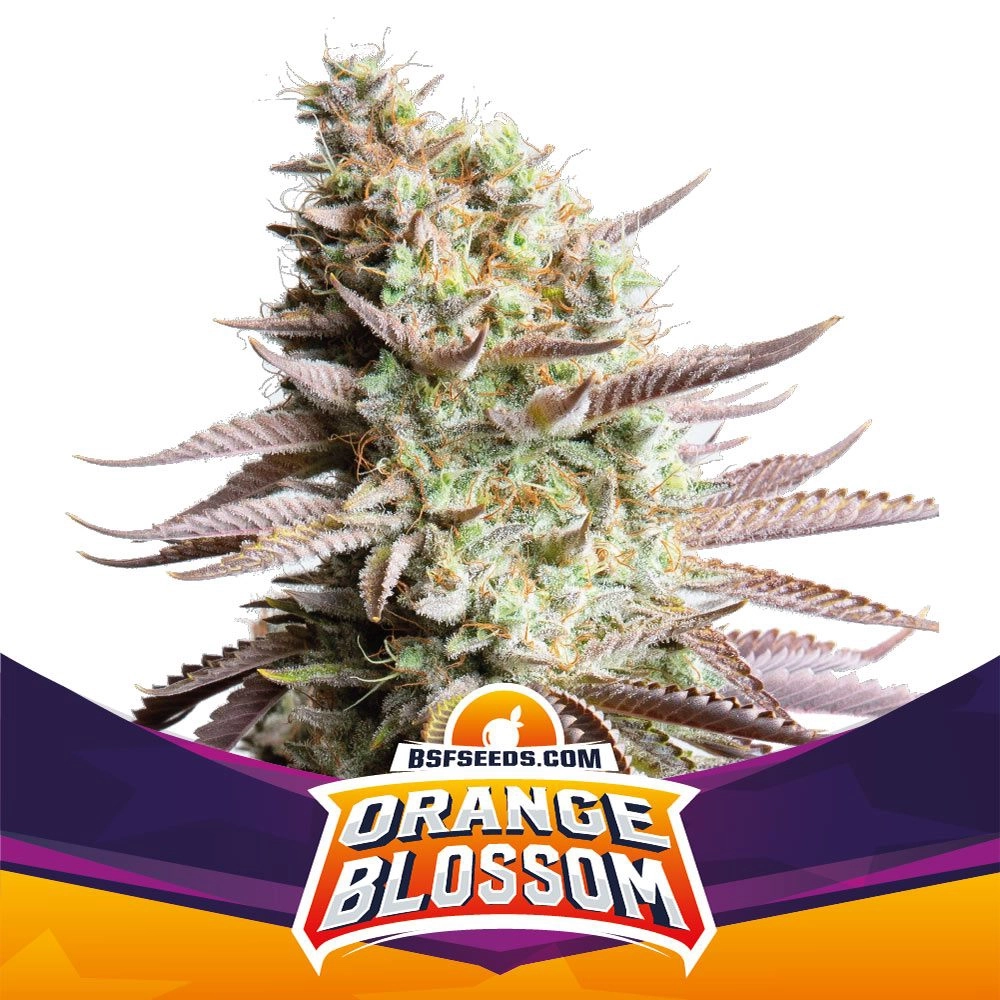 Orange Blossom BSF Seeds
