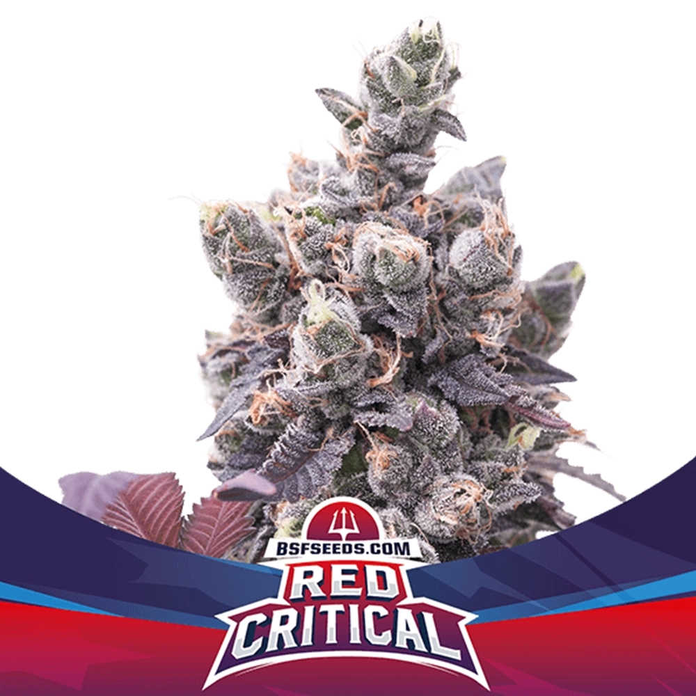 Red Critical Auto BSF Seeds