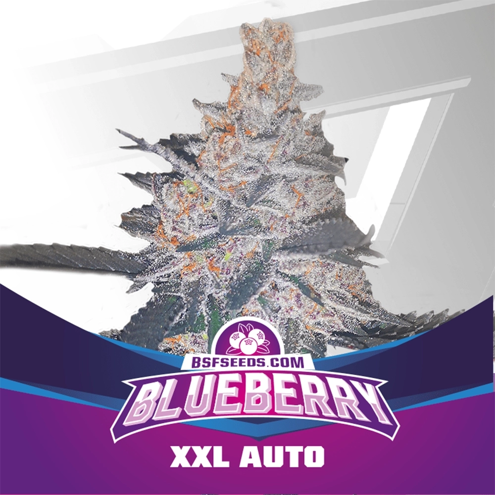 Blueberry XXL Auto BSF Seeds