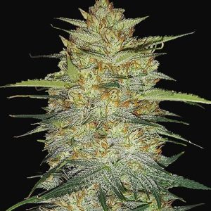 Original Og Kush / Autofloreciente / Fast Buds / 3 Semillas de Marihuana