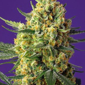 Crystal Candy XL Autofloreciente Sweet Seeds 4 Semillas de Marihuana