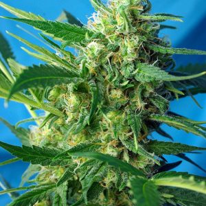 Ice Cool Autofloreciente Sweet Seeds 4 Semillas de Marihuana
