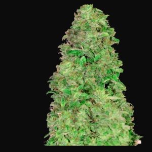 CBD 20:1 Autofloreciente Fast Buds / 3 Semillas de Marihuana