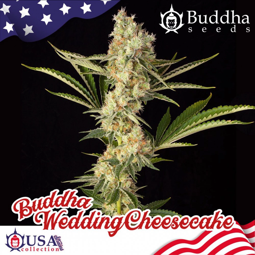 Wedding Cheesecake x3 Buddha Seeds