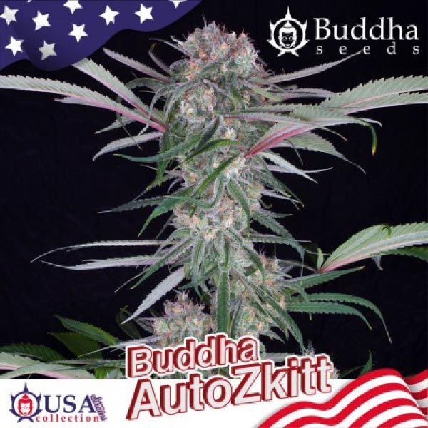 Zkitt Autofloreciente Buddha Seeds / 3 Semillas de Marihuana