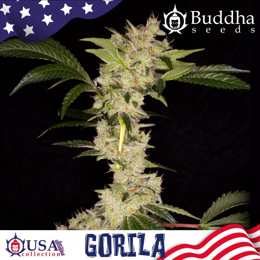 Gorila x3 Buddha Seeds