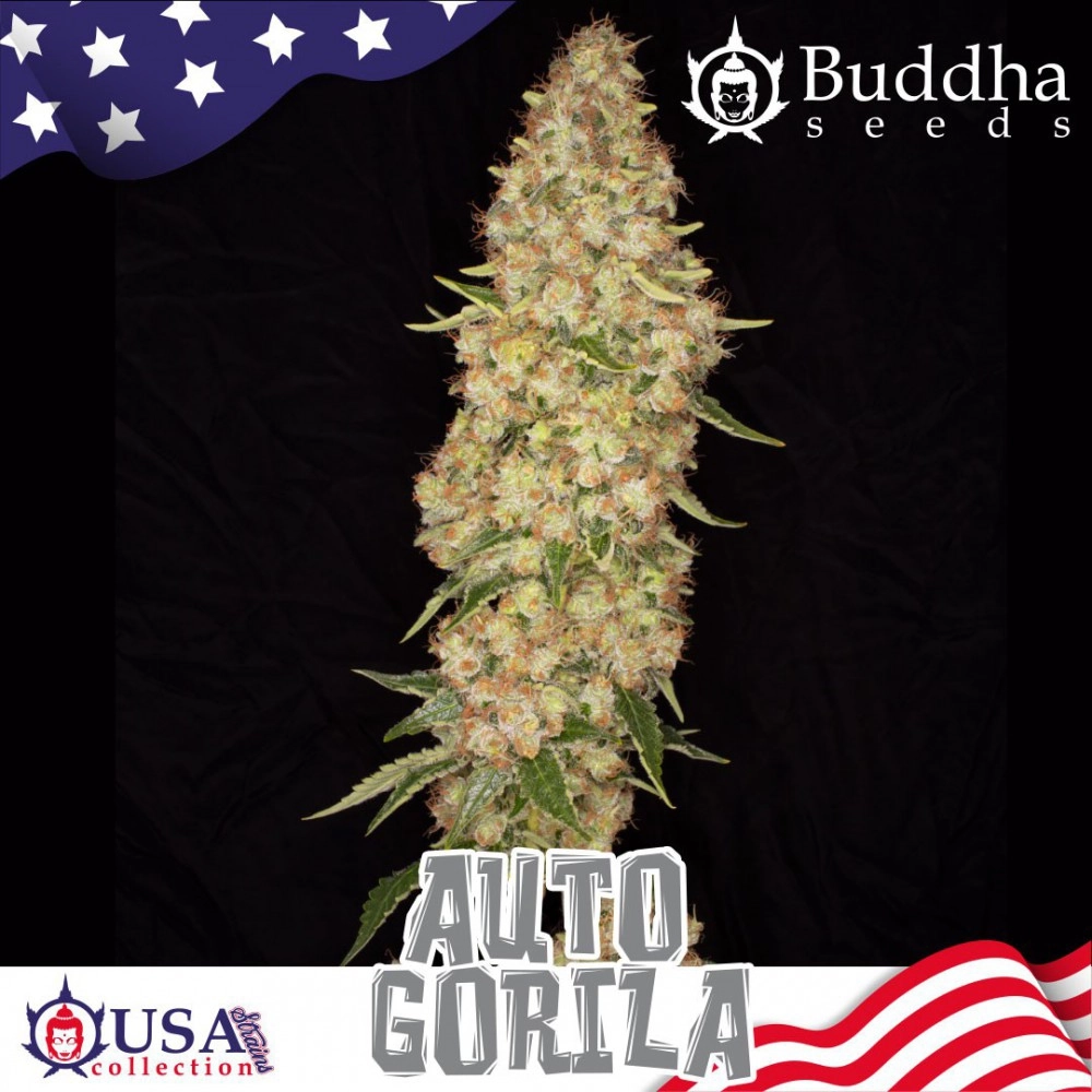 Gorila Auto Buddha Seeds
