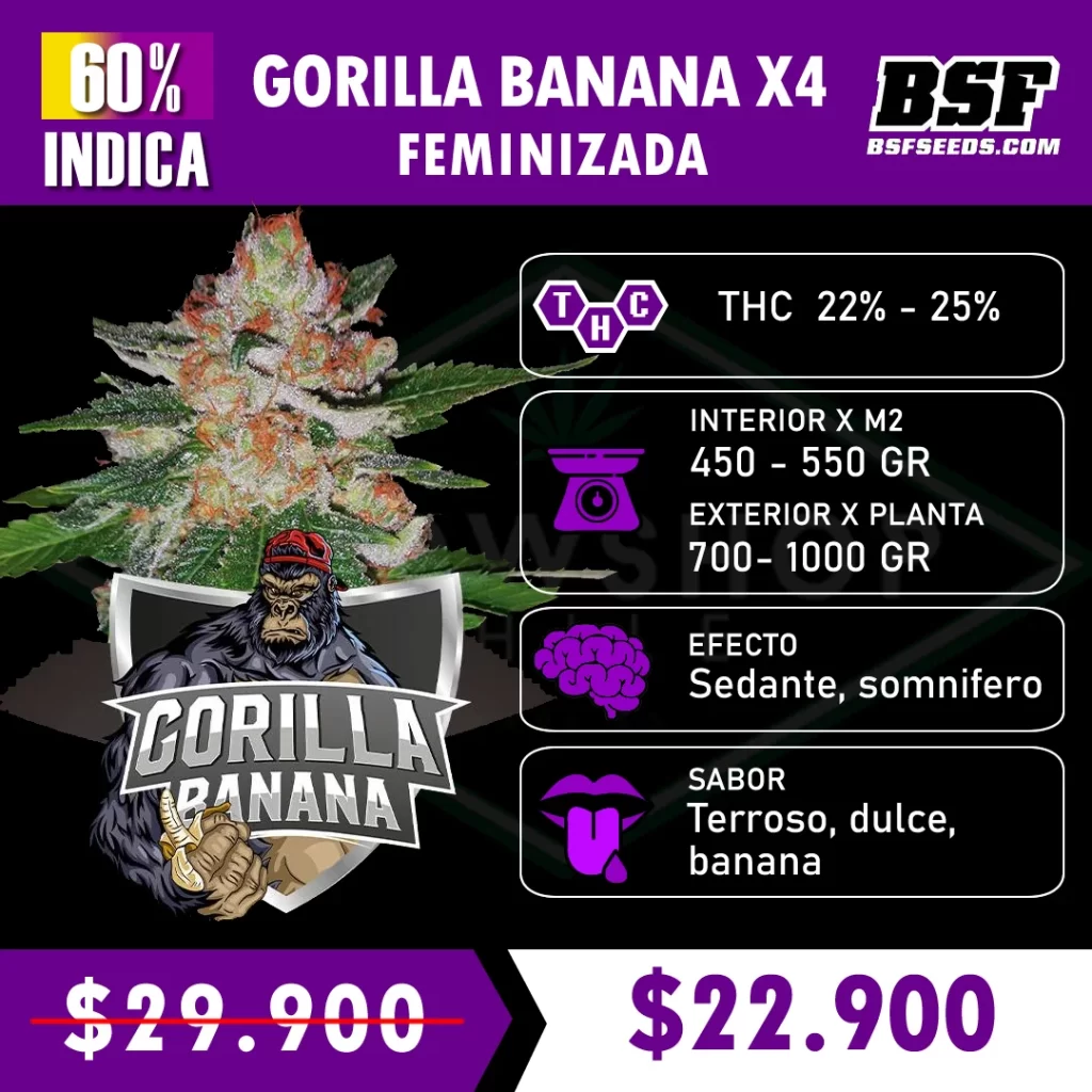 Gorilla Bannana BSF x4