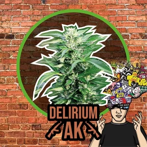 Delirium AK Delirium Seeds