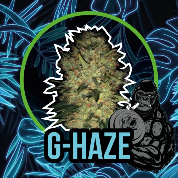 G-Haze F1 Delirium Seeds