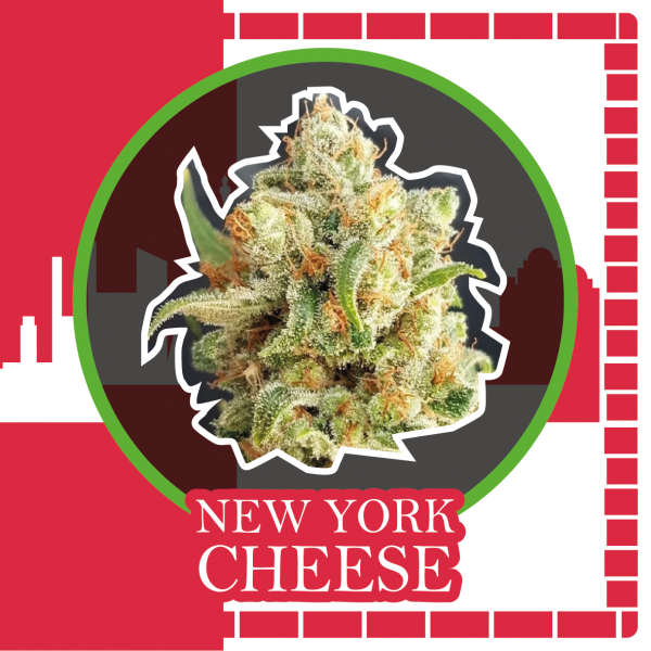 New York Delirium Seeds, te genera el caos y da una gran impresión en tamaño y sabor. Con su aroma y sabor intenso a queso con toques picantes