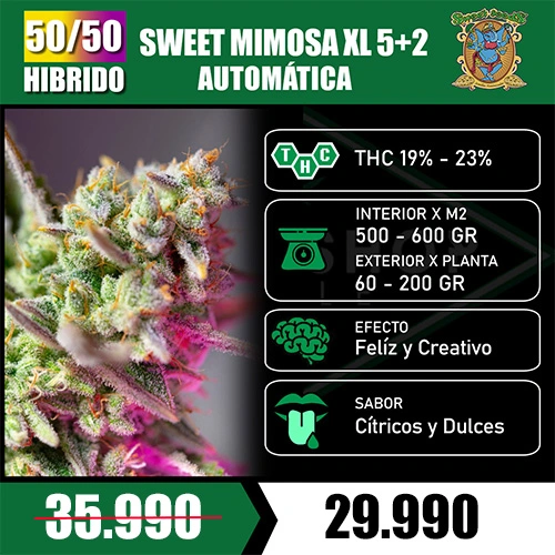Mimosa Sweet Seeds 5+2